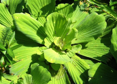 Пистия Стратиотес, шт